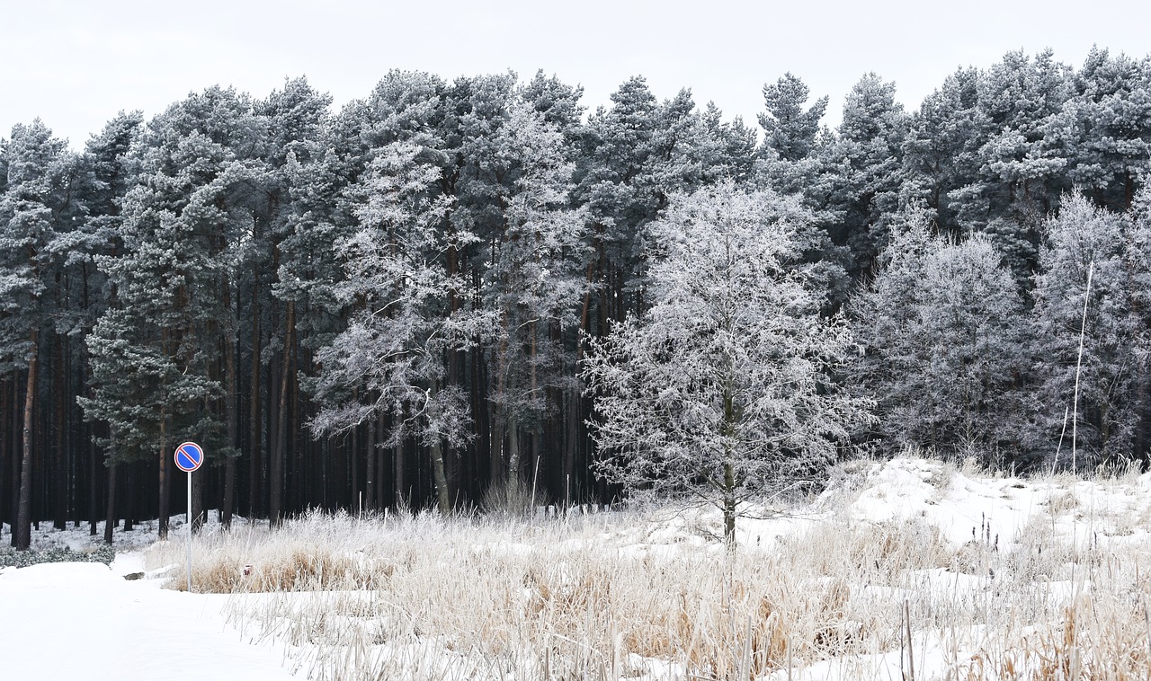 winter  snow  forest free photo