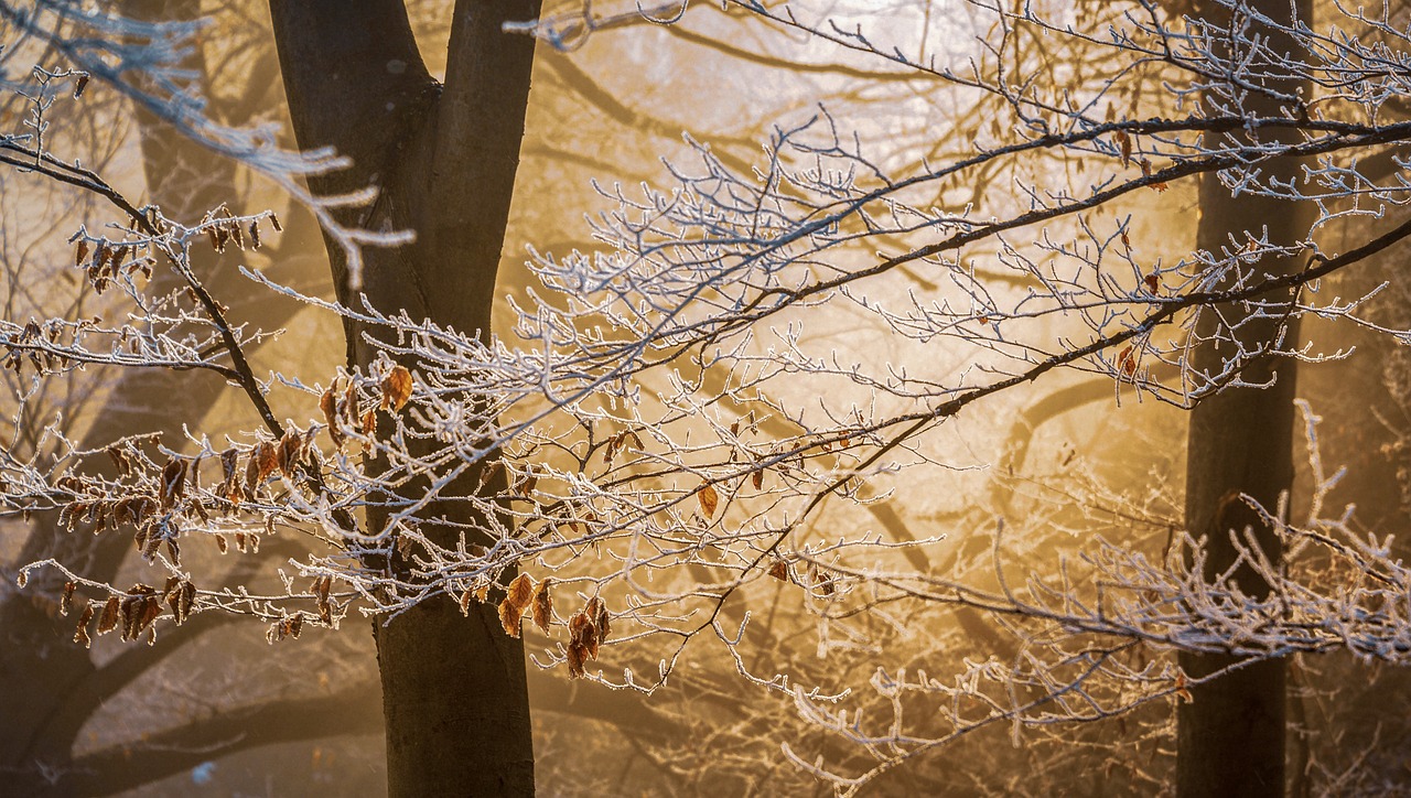 winter  cold  nature free photo