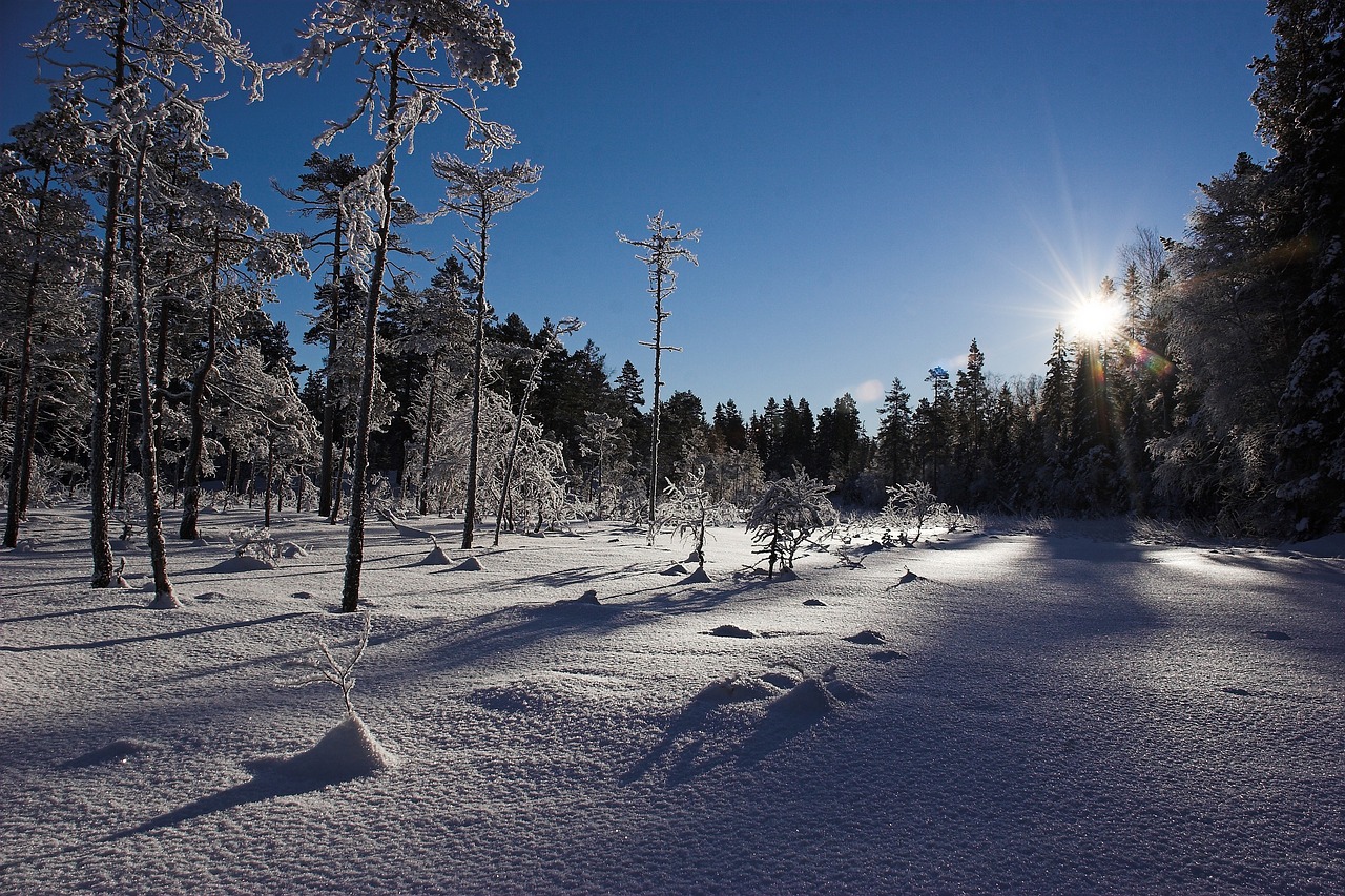 winter  snow  cold free photo