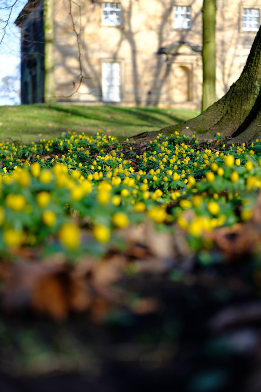 winter  spring  flowers free photo