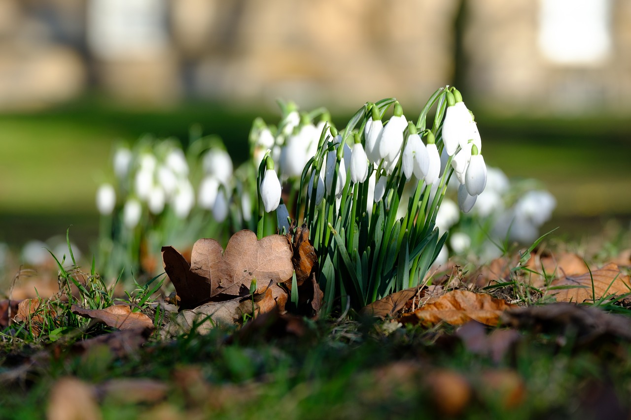 winter  flowers  snowdrops free photo