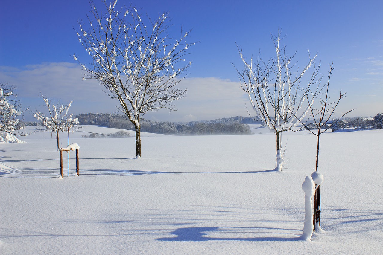 winter  landscape  tree free photo