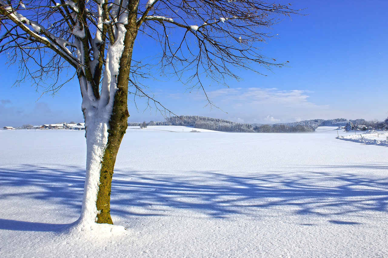 winter  landscape  tree free photo