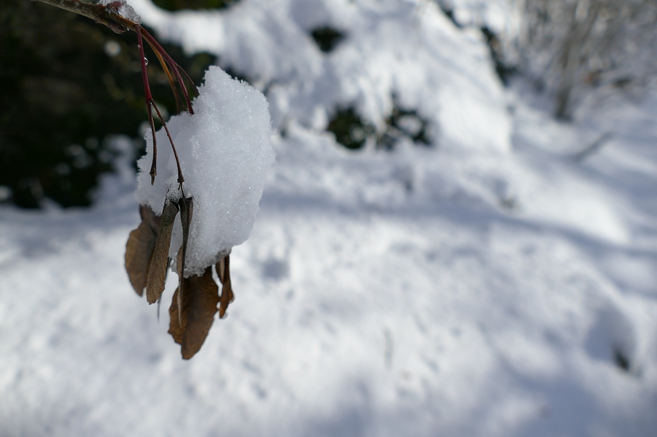 winter  tree  woods free photo