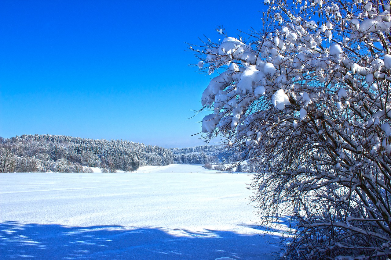 winter  snow  cold free photo