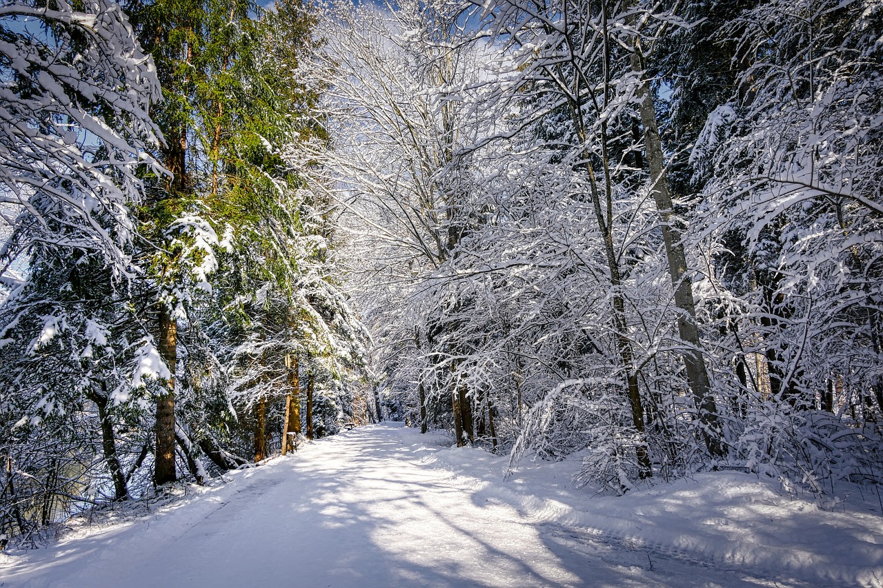 winter  snow  nature free photo