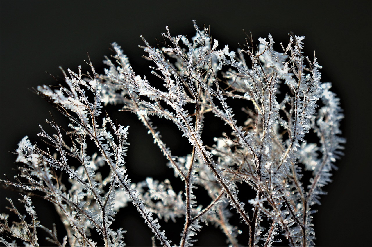 winter  frost  freezing free photo