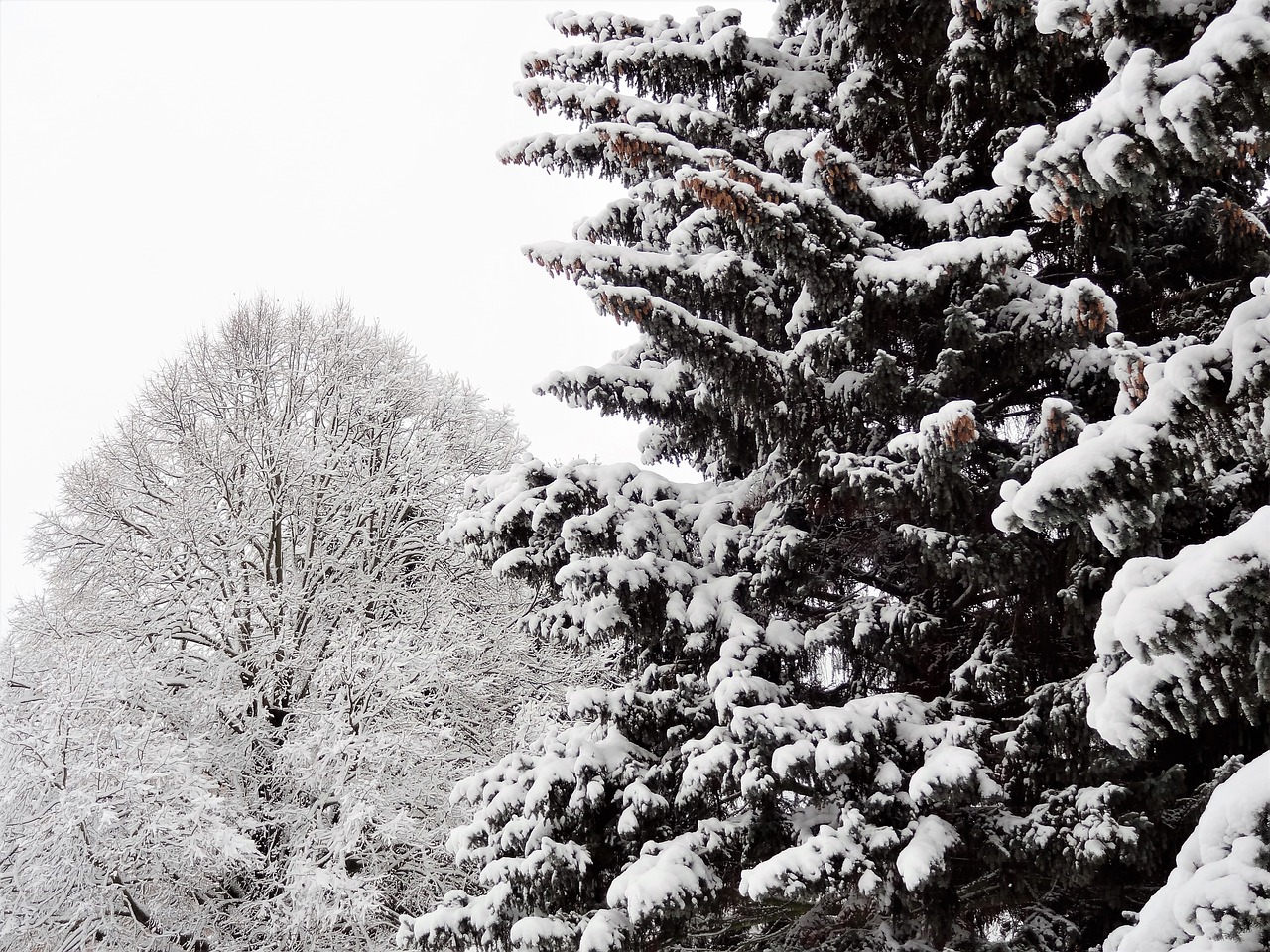 winter  frost  snow free photo