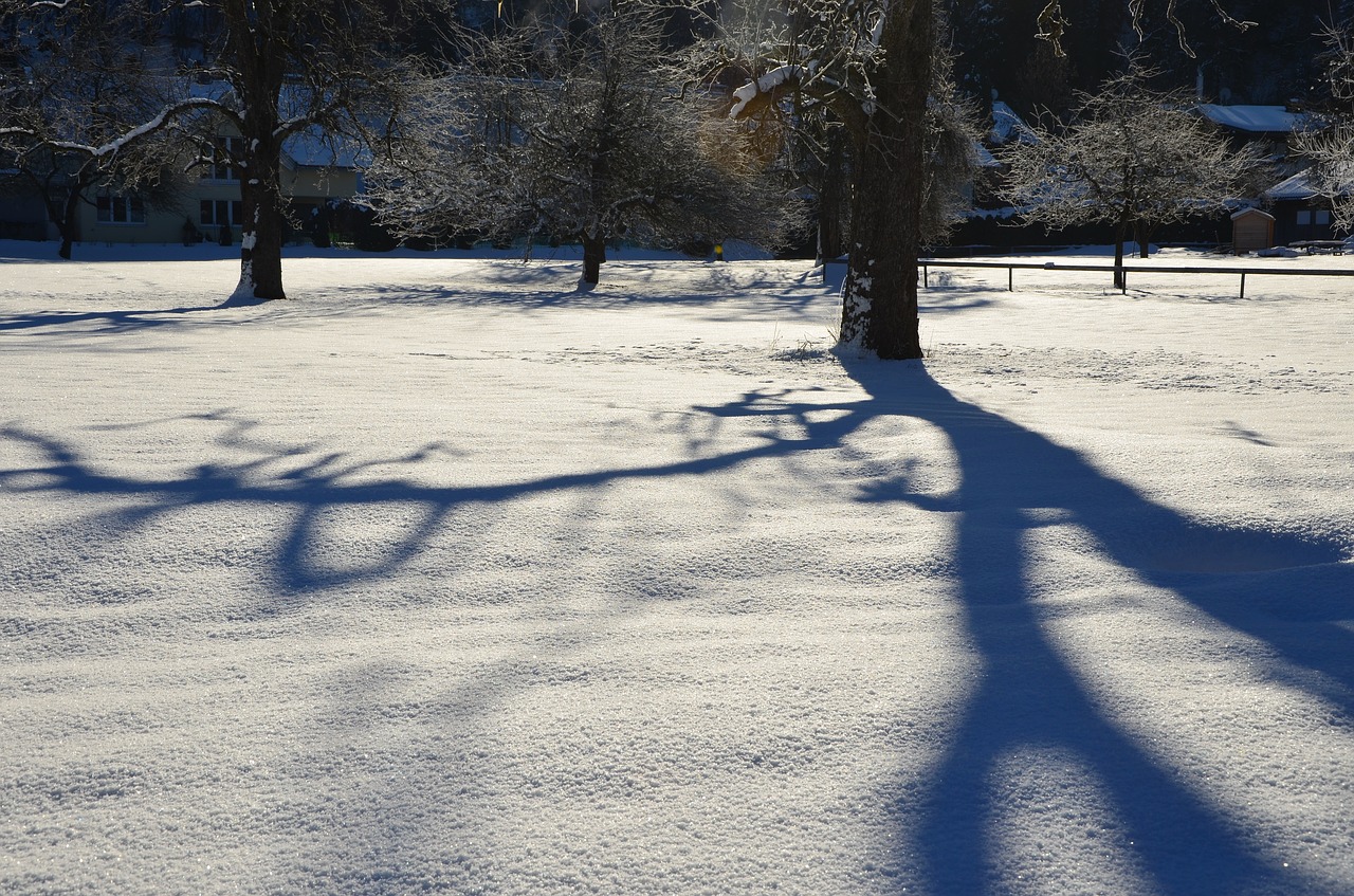 winter  tree  snow free photo