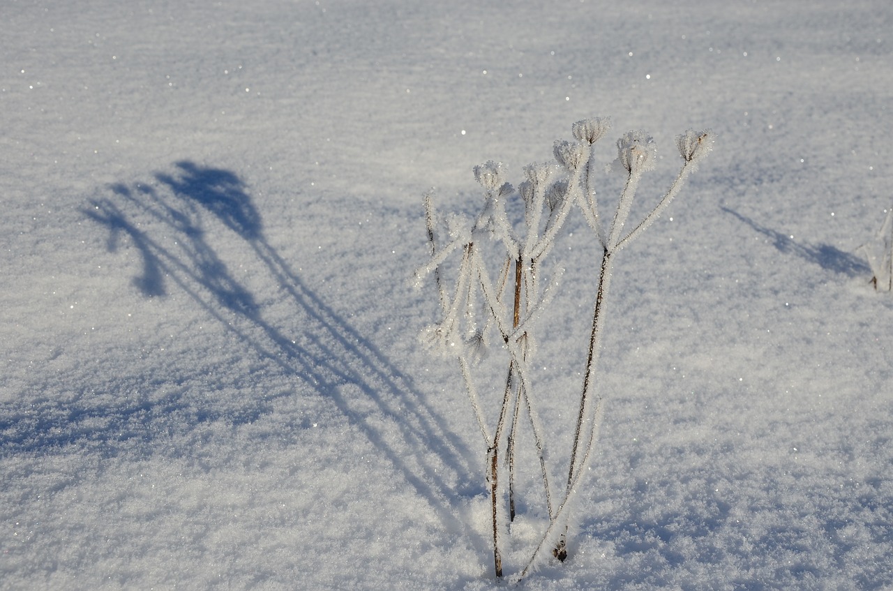 winter  snow  nature free photo