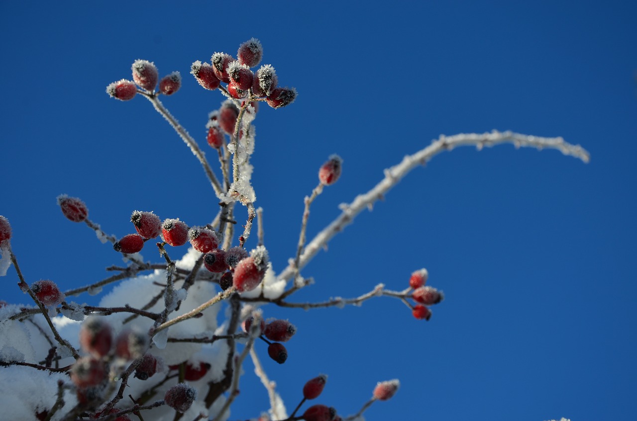 winter  snow  cold free photo