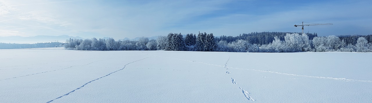 winter  snow  forest free photo