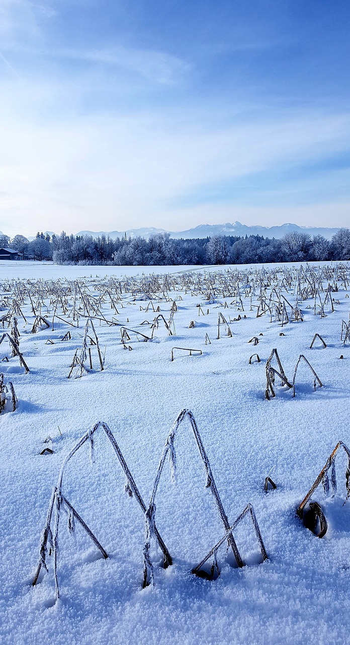 winter  arable  forest free photo