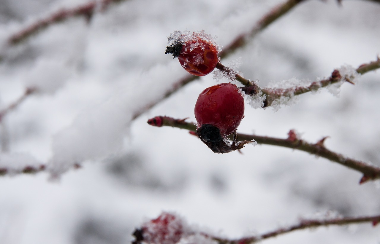 winter  snow  nature free photo