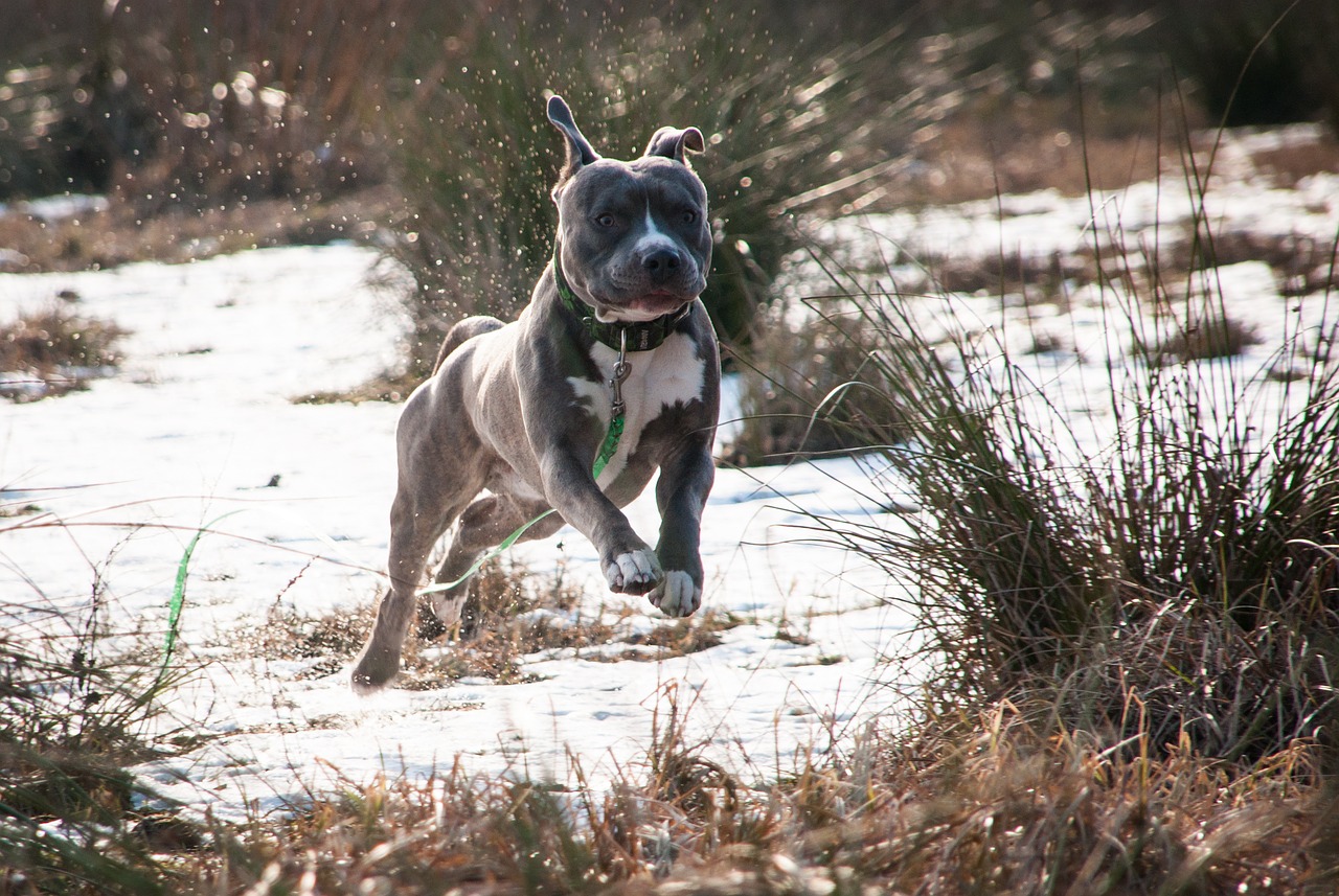 winter  dog  amstaff free photo