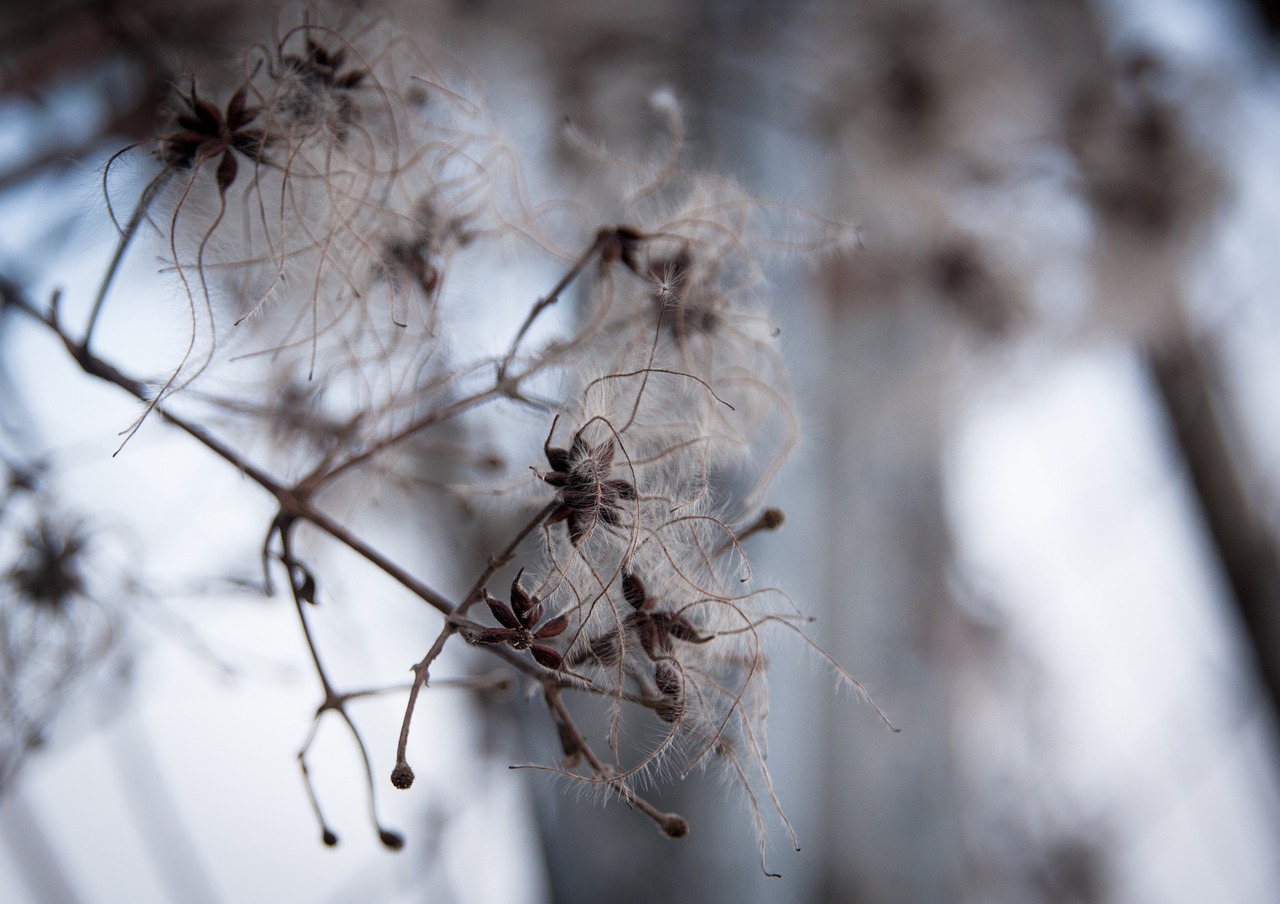 winter  branch  nature free photo