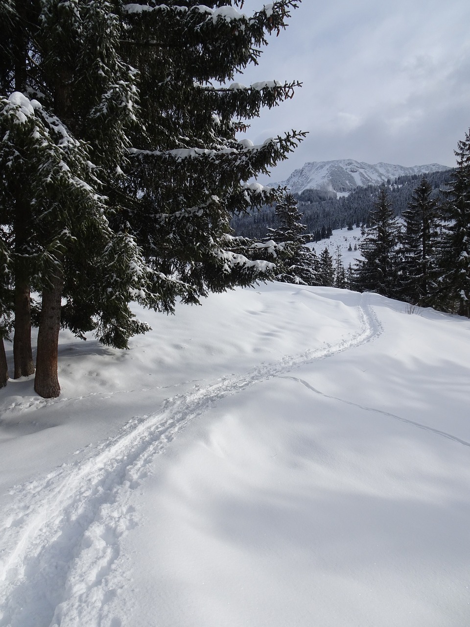 winter  snow  winterspaziergang free photo