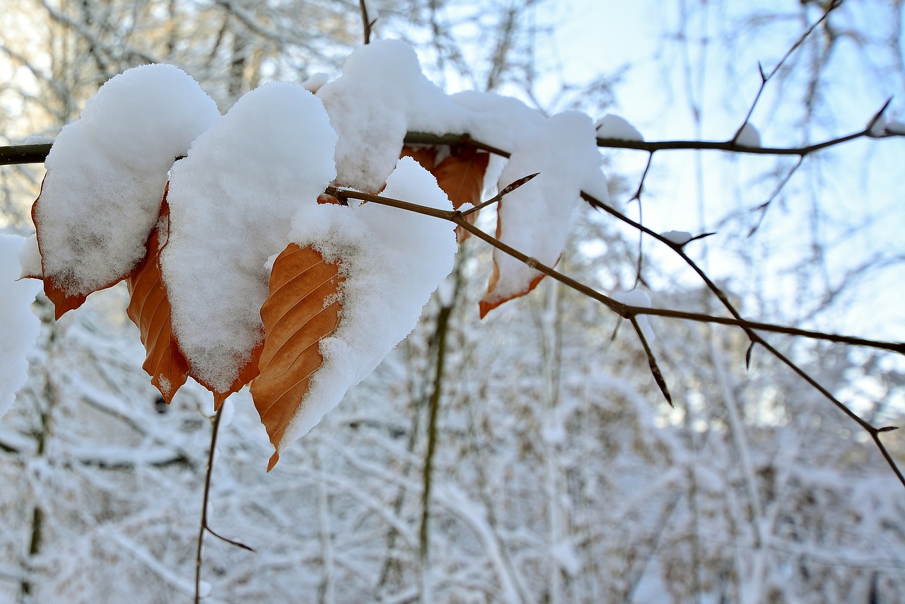 winter  snow  frozen free photo