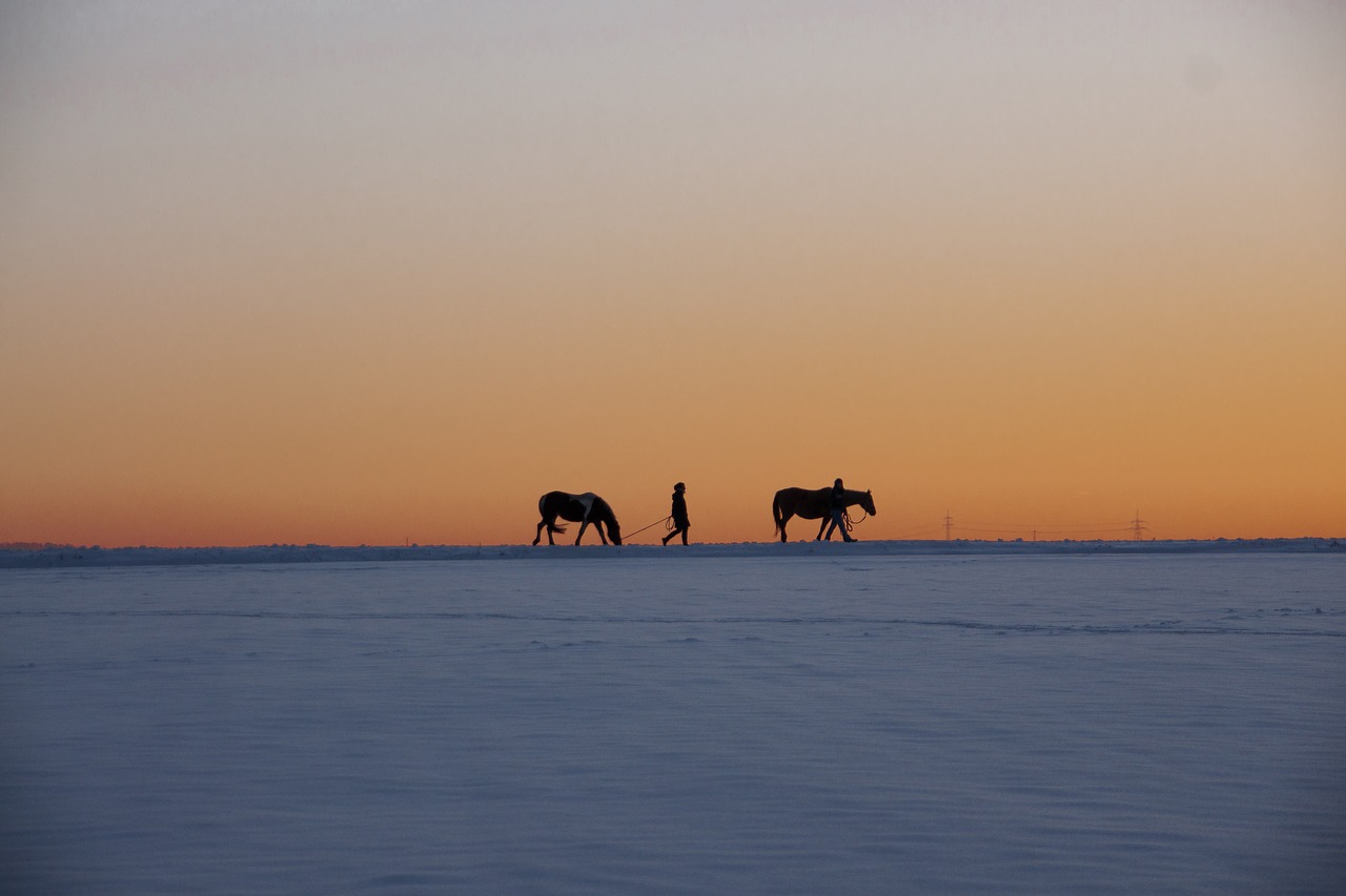 winter  snow  nature free photo