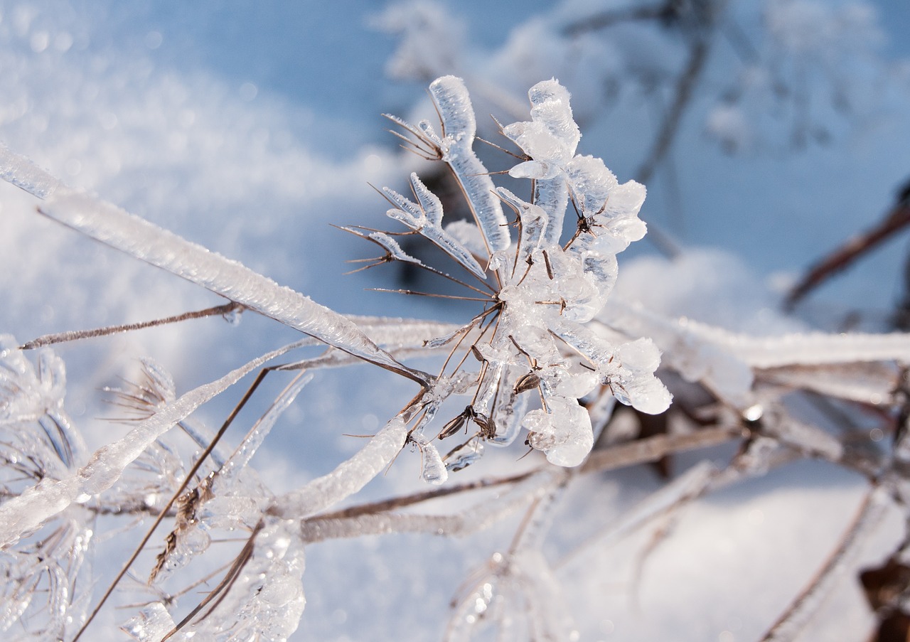 winter  ice  snow free photo