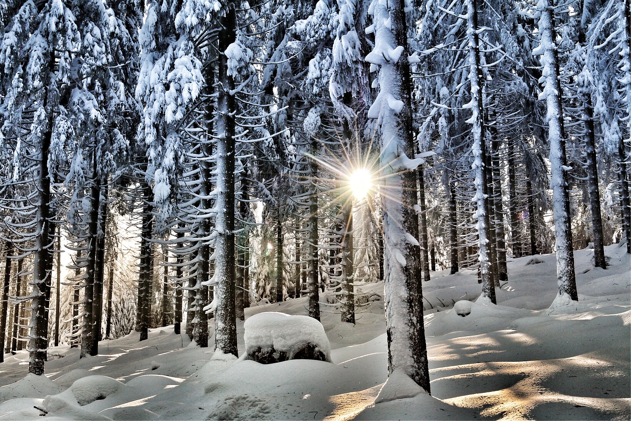 winter  winter forest  snow free photo