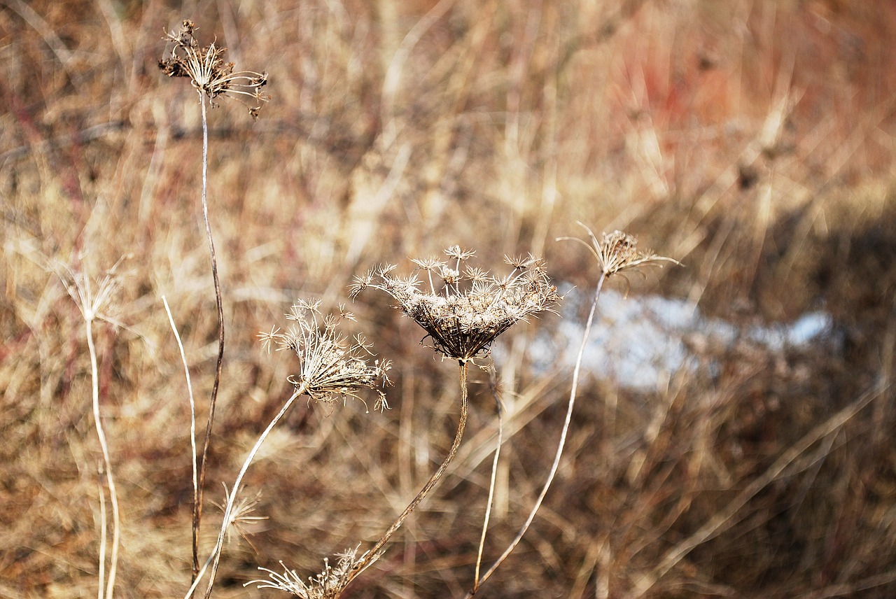 winter  dry grass  nature free photo