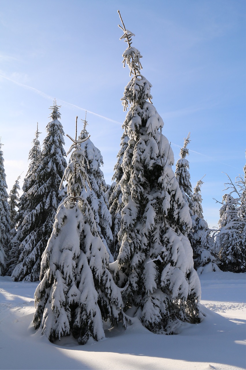 winter  trees  snow free photo
