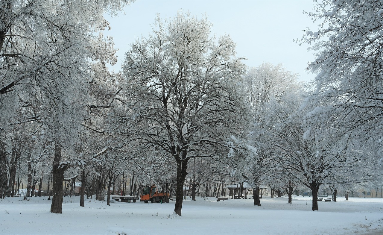 winter  hoarfrost  trees free photo