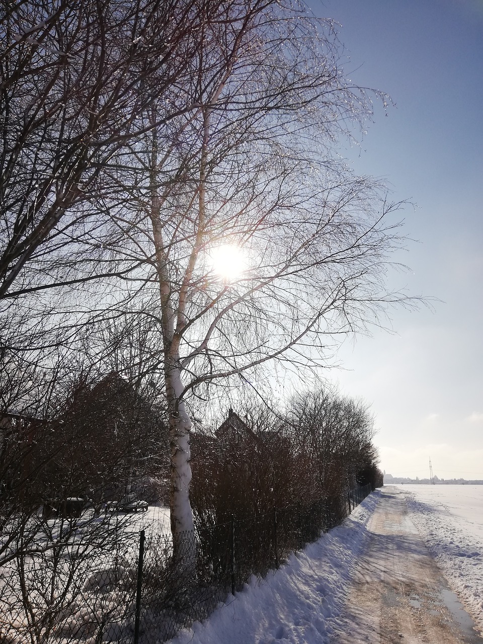 winter  sun  nature free photo