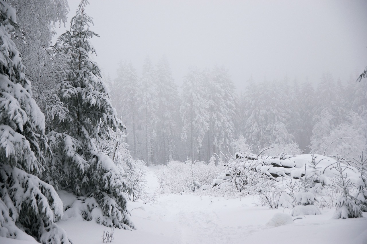 winter  snow  fir tree free photo