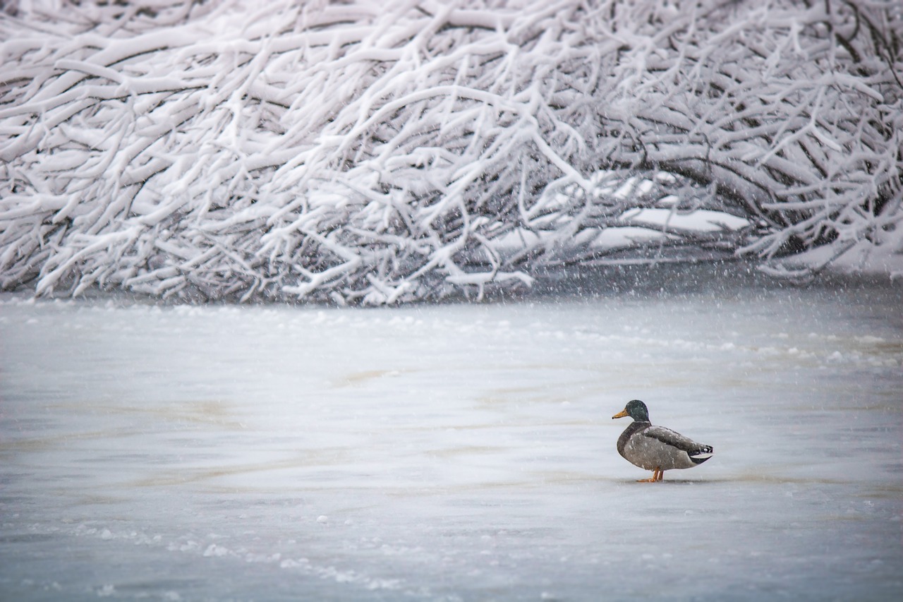 winter  cold  lake free photo