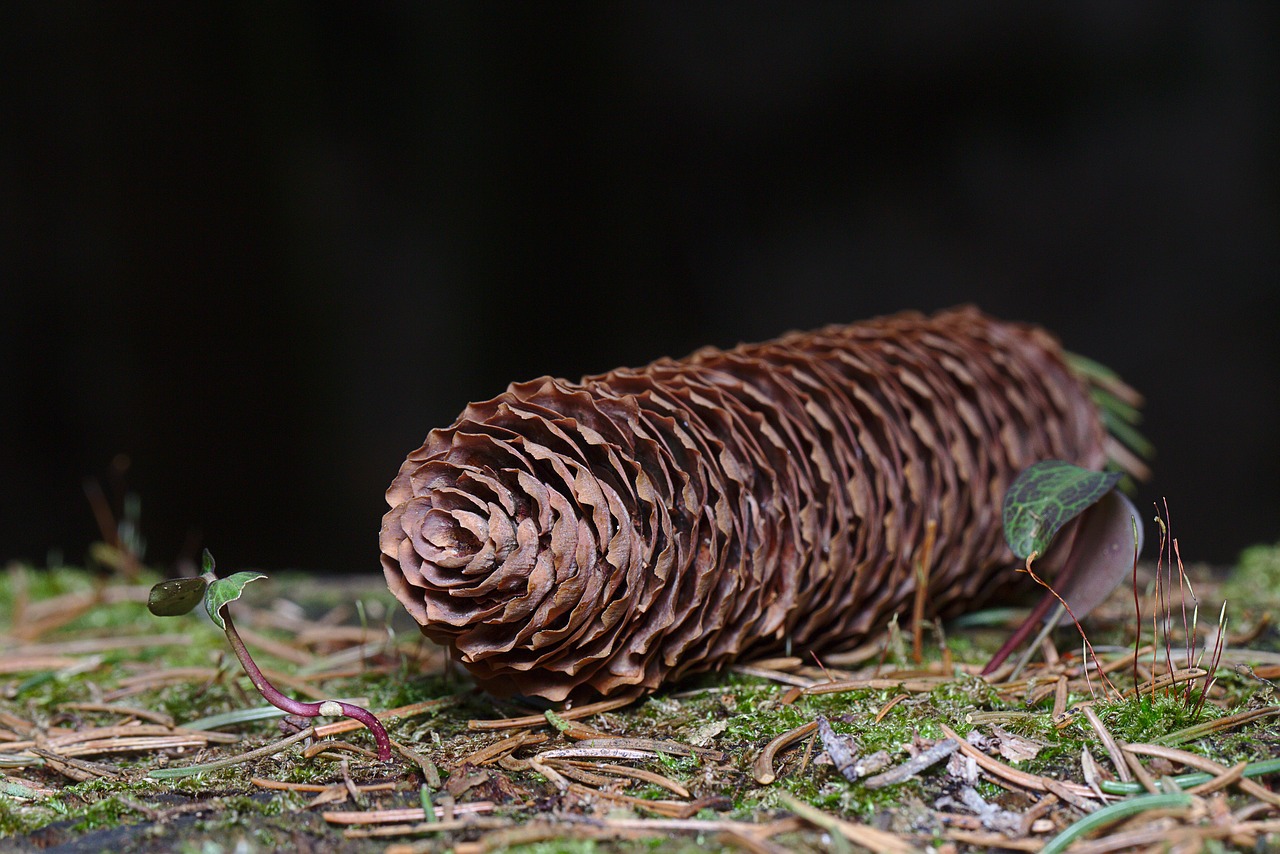 winter  pine cones  close up free photo