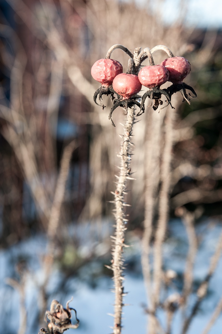 winter  garden  frost free photo