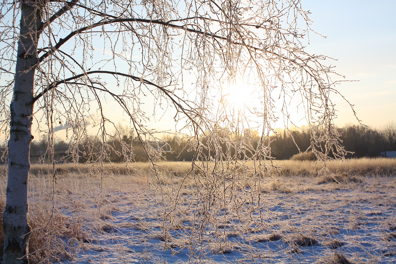 winter  snow  nature free photo