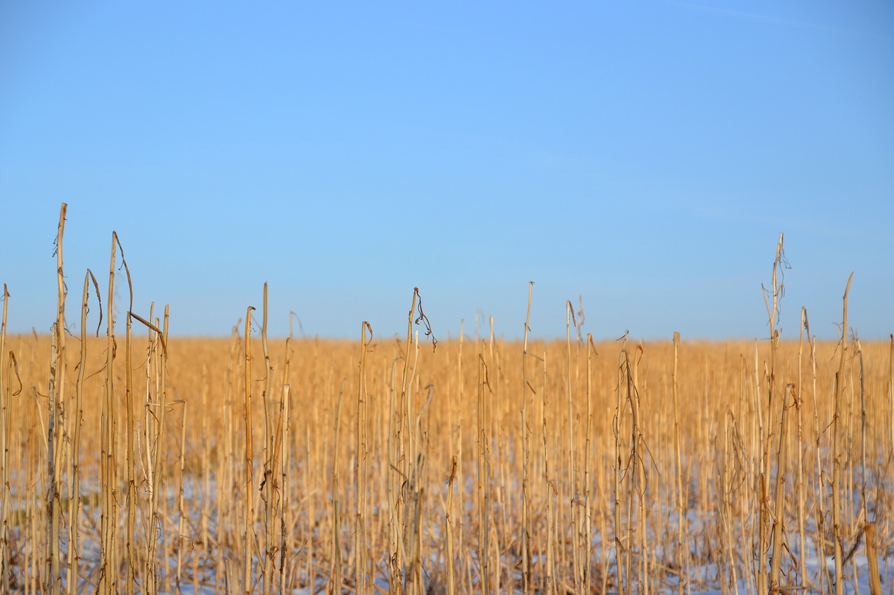 winter  field  landscape free photo