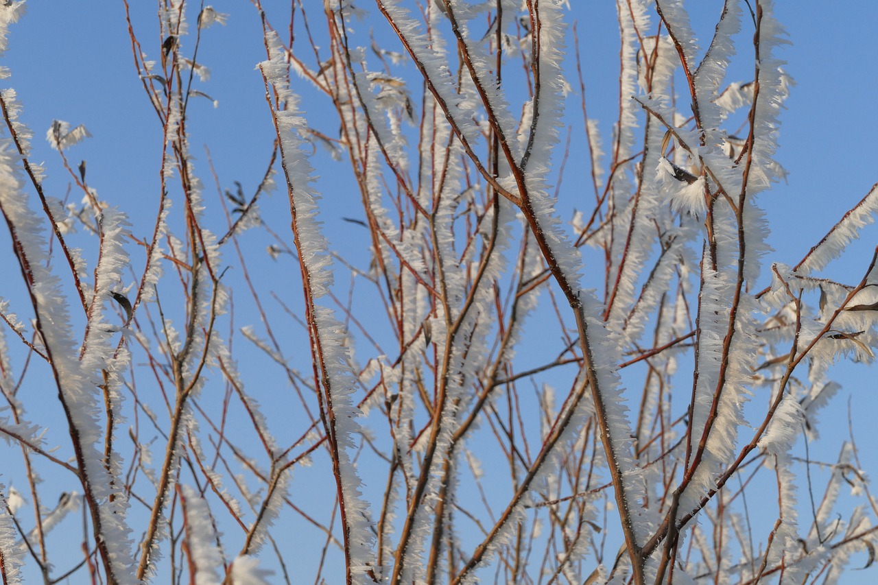 winter  icing  frost free photo