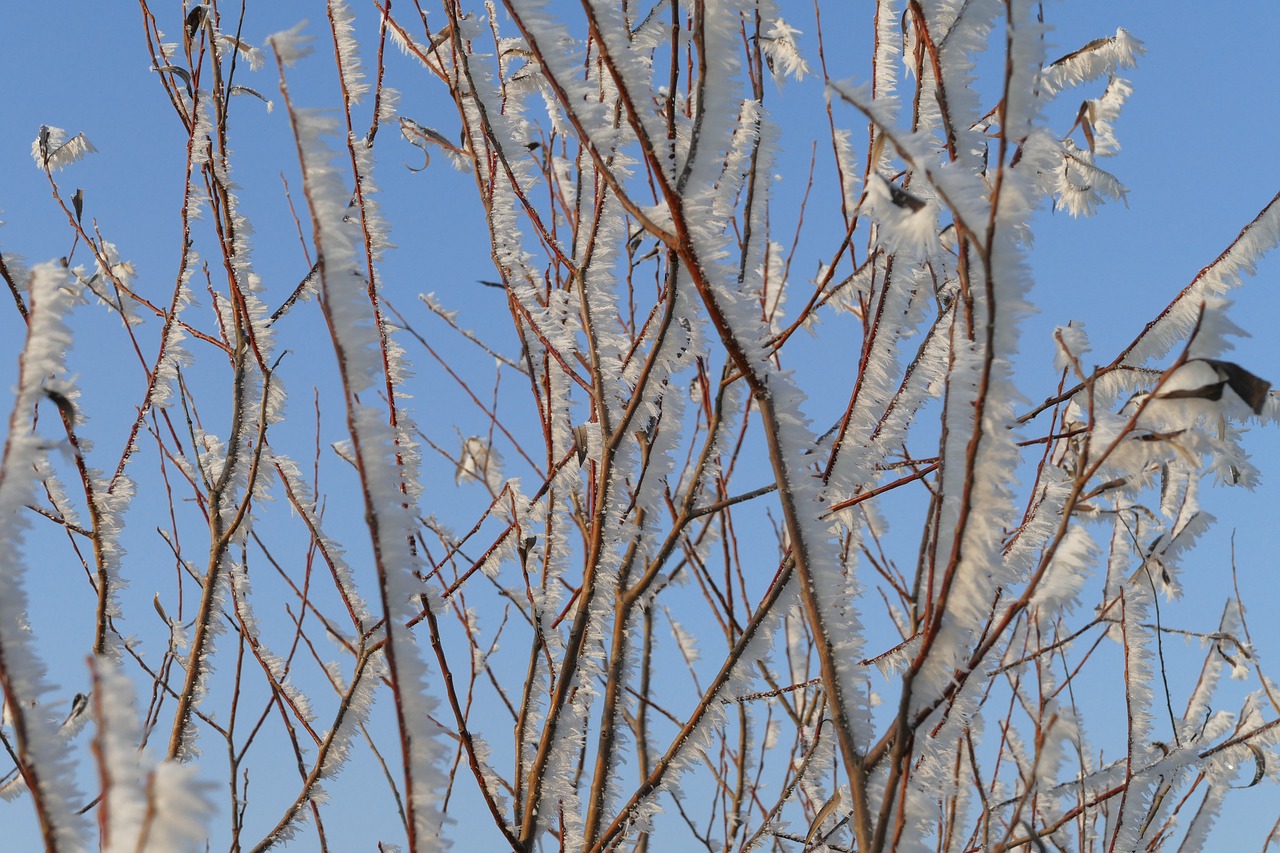 winter  icing  frost free photo