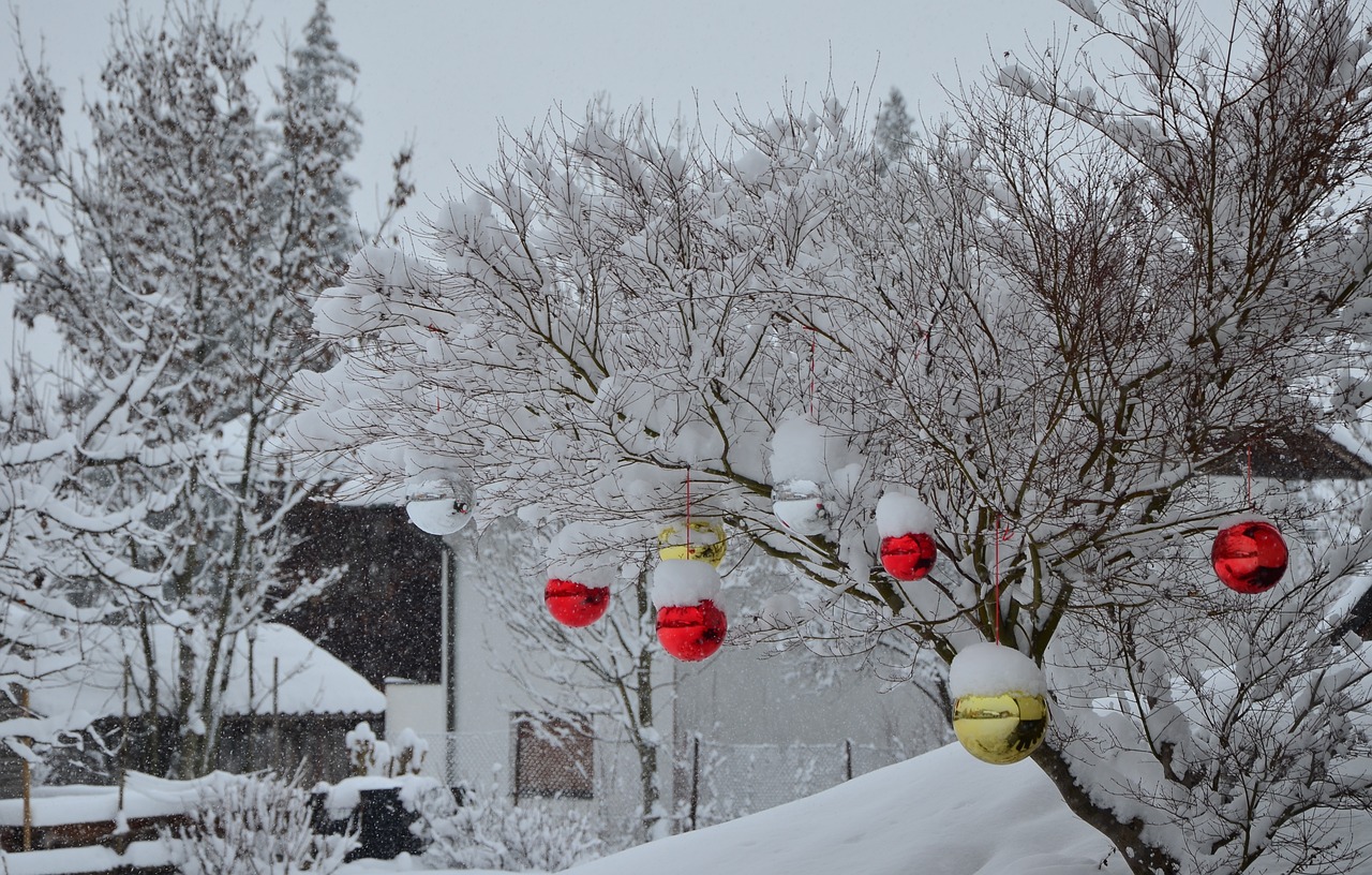 winter  snow  tree free photo