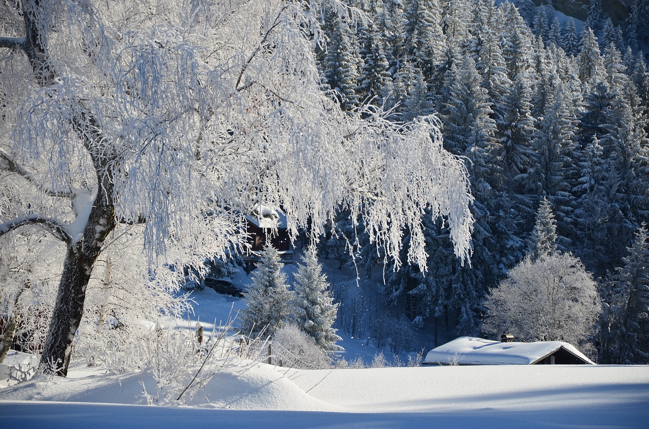 winter  tree  landscape free photo