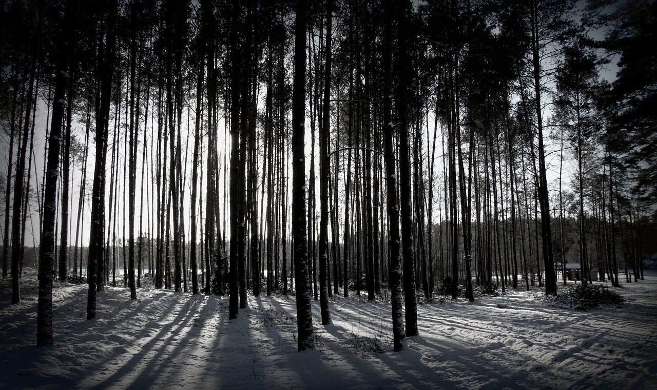 winter  forest  tree free photo