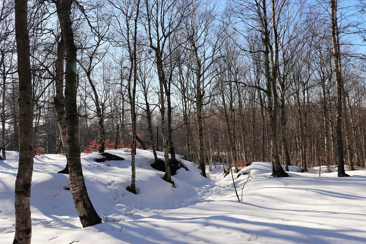 winter  snow  forest free photo