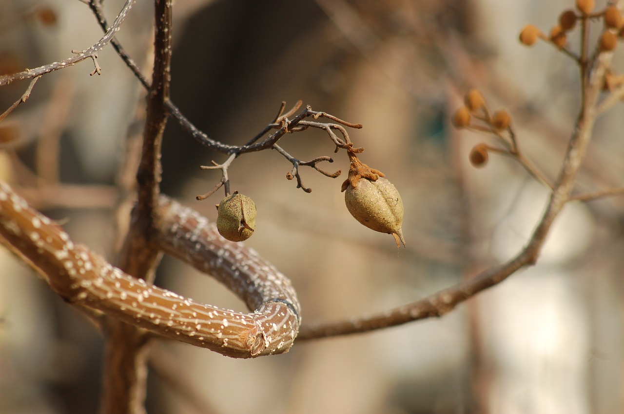 winter  plants  branch free photo