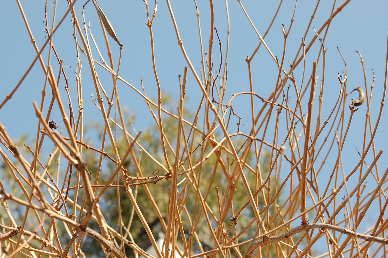 winter  the dried branches  tree free photo