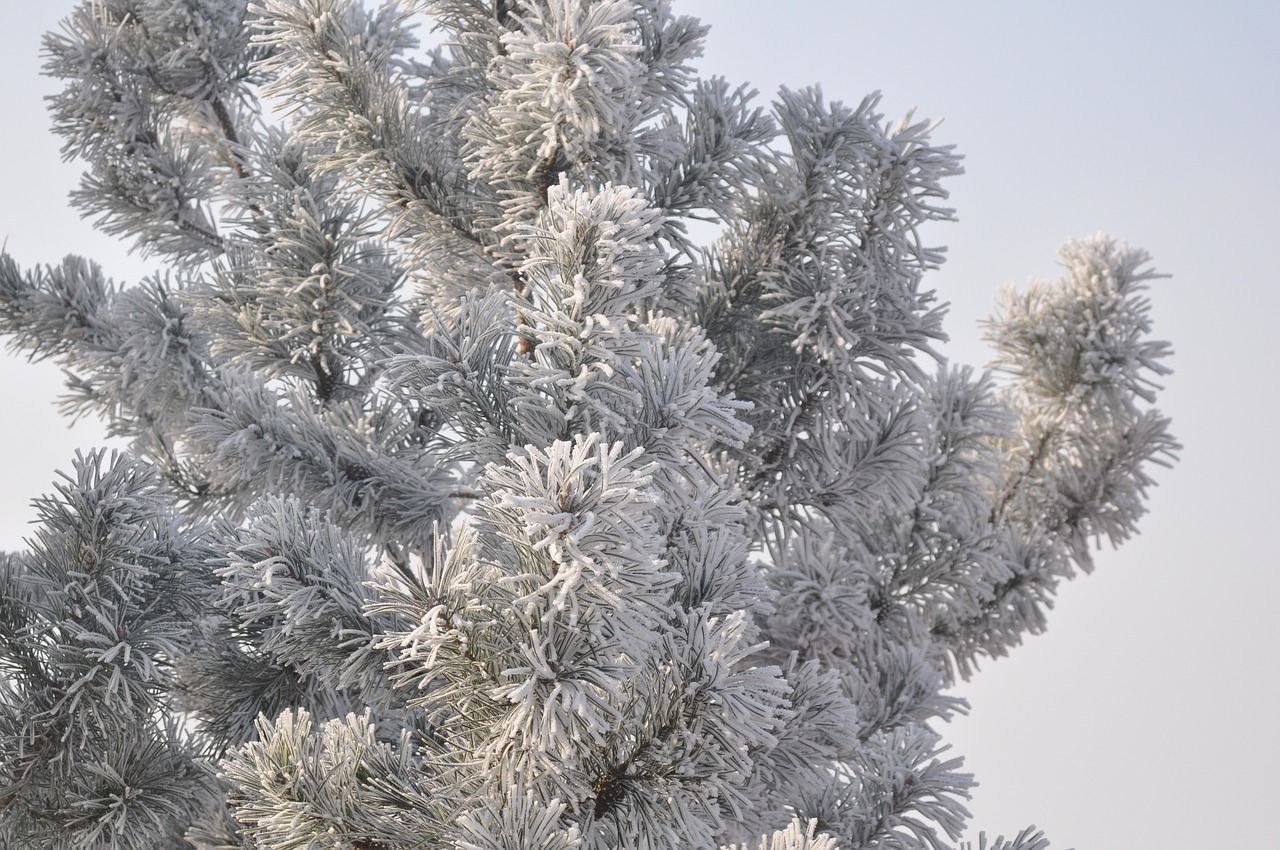 winter  tree  snow free photo