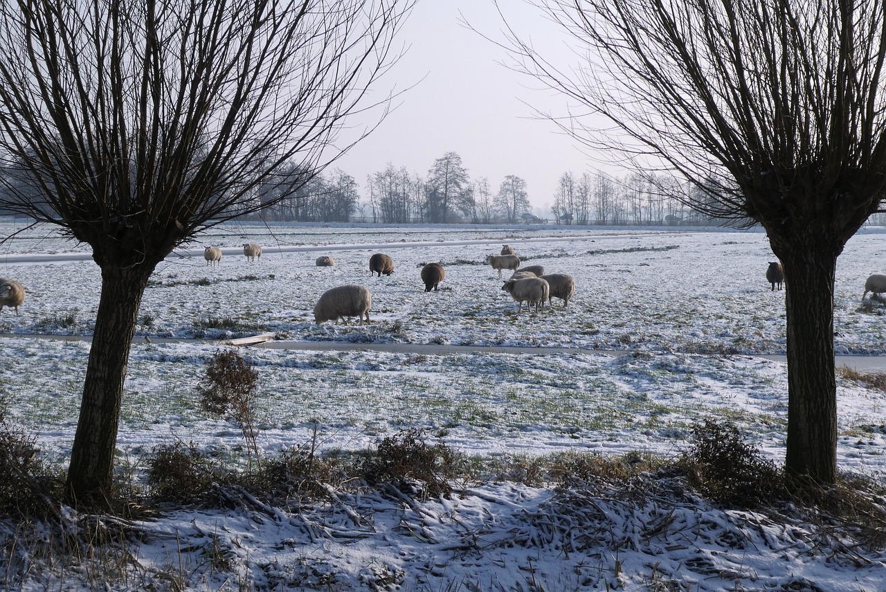 winter  pasture  sheep free photo