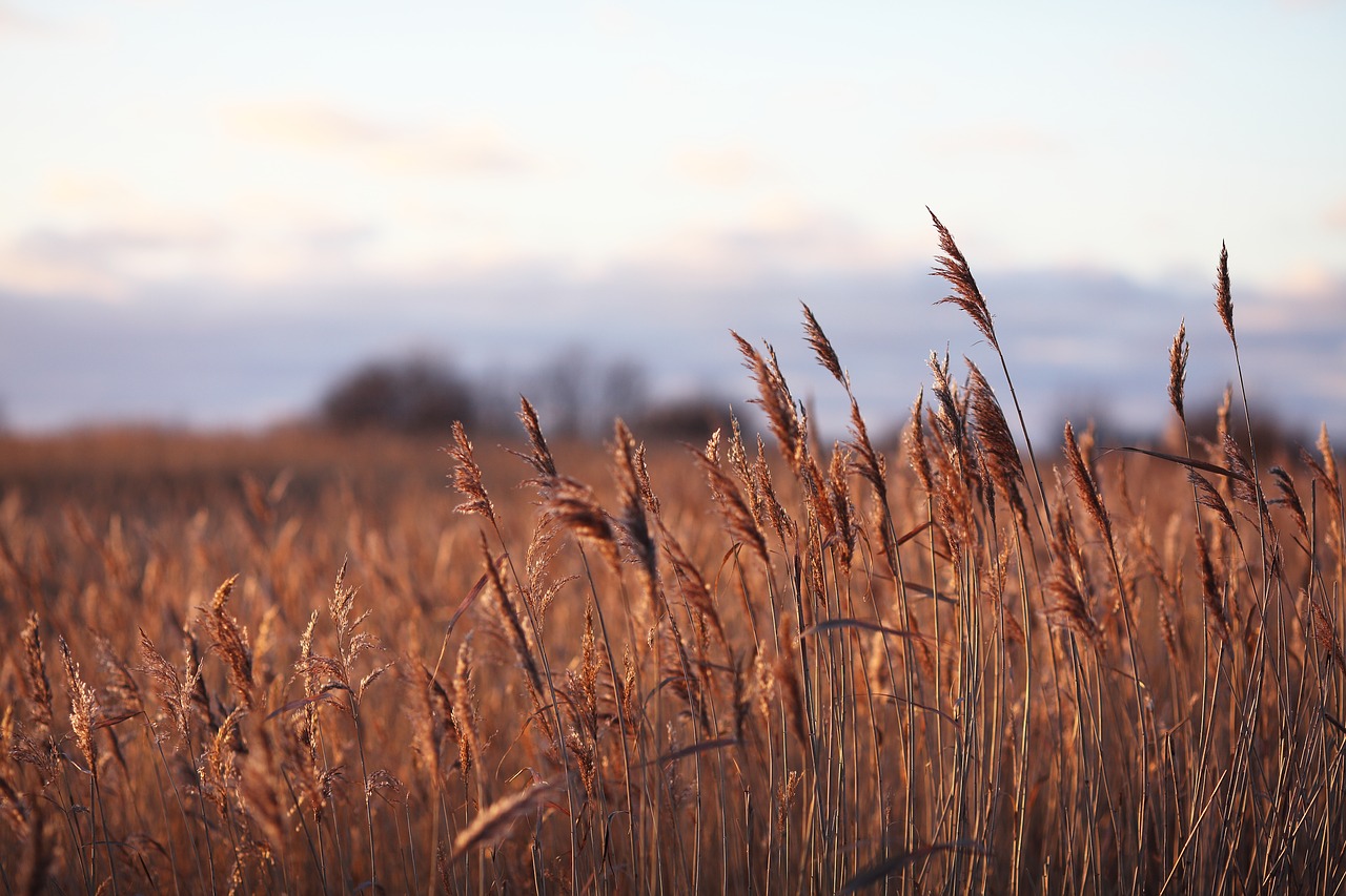 winter  grass  landscape free photo