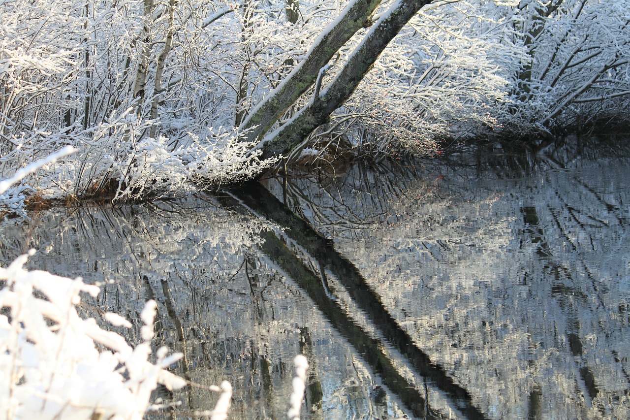 winter snow reflection free photo