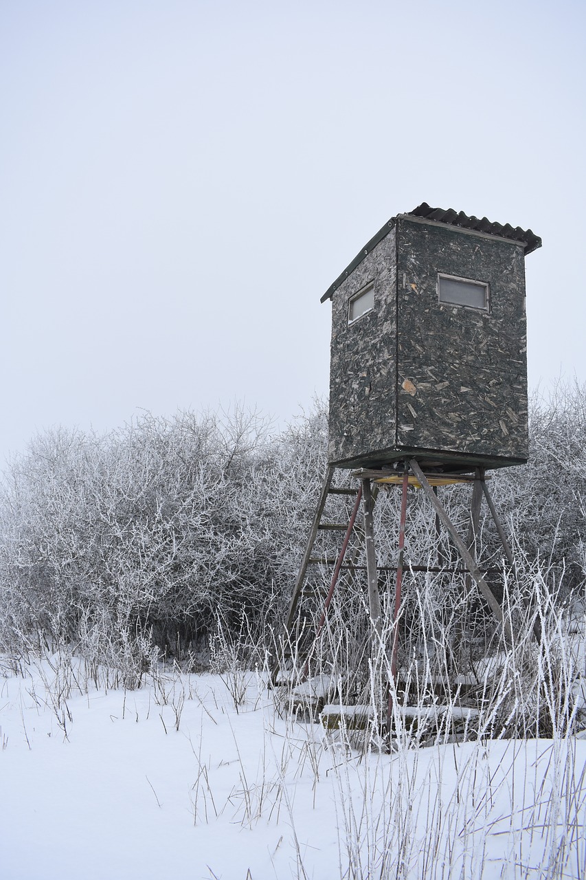 winter  nature  frost free photo