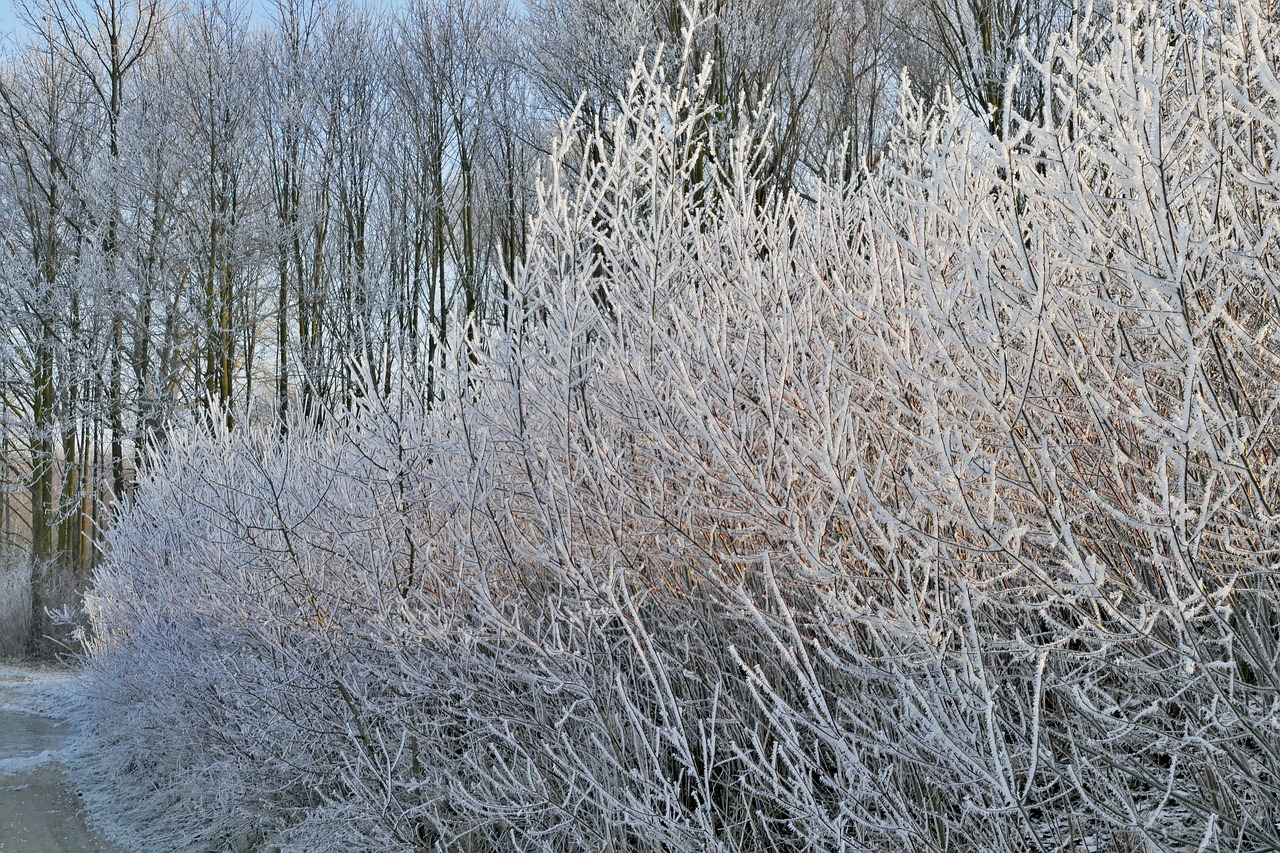 winter  frost  trees free photo