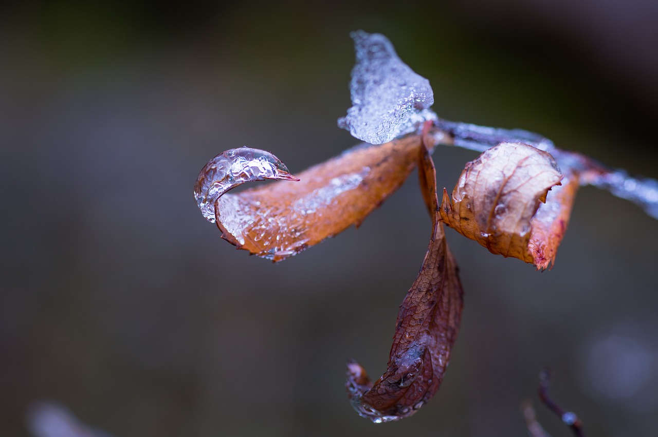 winter  nature  leaves free photo